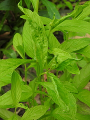 Iodanthus pinnatifidus