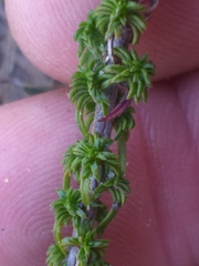 Wahlenbergia tenella