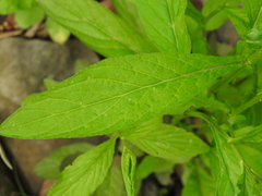 Iodanthus pinnatifidus