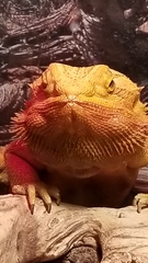 Pogona vitticeps