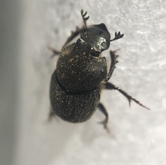 Onthophagus hecate