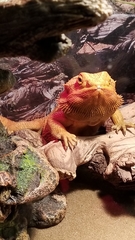 Pogona vitticeps