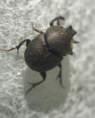 Onthophagus hecate