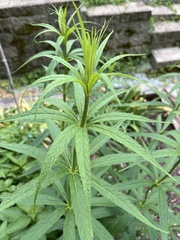 Veronicastrum