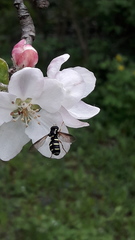 Xanthogramma citrofasciatum