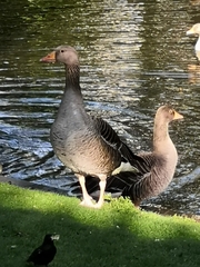 Anser anser