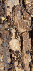 Lasius americanus