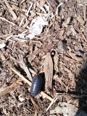 Armadillidium vulgare