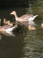 Anser anser
