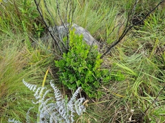 Searsia lucida lucida