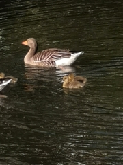 Anser anser