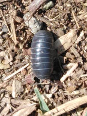 Armadillidium vulgare