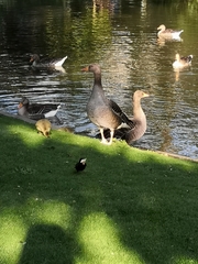 Anser anser