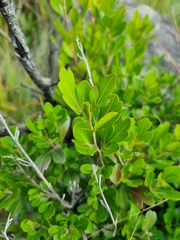 Searsia lucida lucida