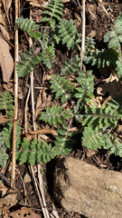 Hydrophyllum macrophyllum