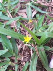 Hypoxis decumbens