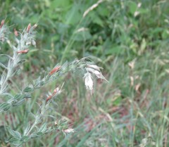 Lithospermum bejariense