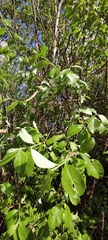 Salix