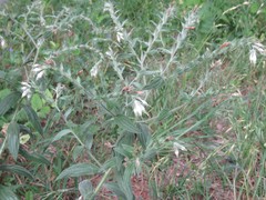 Lithospermum bejariense
