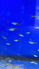 Paracheirodon innesi