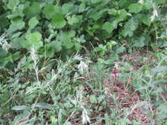 Lithospermum bejariense