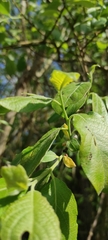 Salix