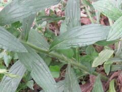 Lithospermum bejariense