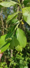 Salix