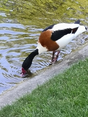 Tadorna tadorna