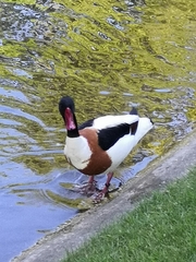 Tadorna tadorna