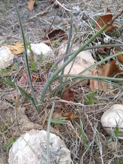 Hesperaloe parviflora