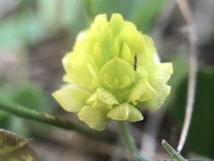 Trifolium campestre