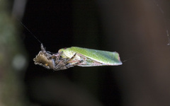 Socca pustulosa