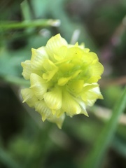 Trifolium campestre