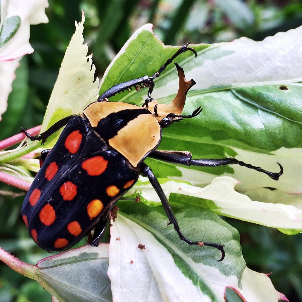 Orange-spotted fruit chafer (Beetles and Bugs of the Mfolozi River ...