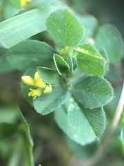 Trifolium campestre