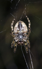 Socca pustulosa