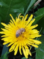 Apis mellifera