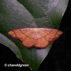 Pylargosceles steganioides