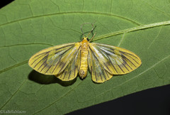 Oncopus citrosa