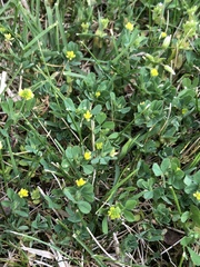 Trifolium campestre