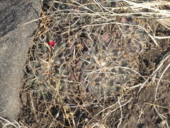 Mammillaria magnimamma