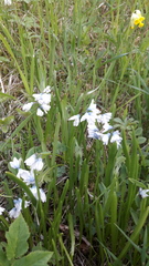Puschkinia