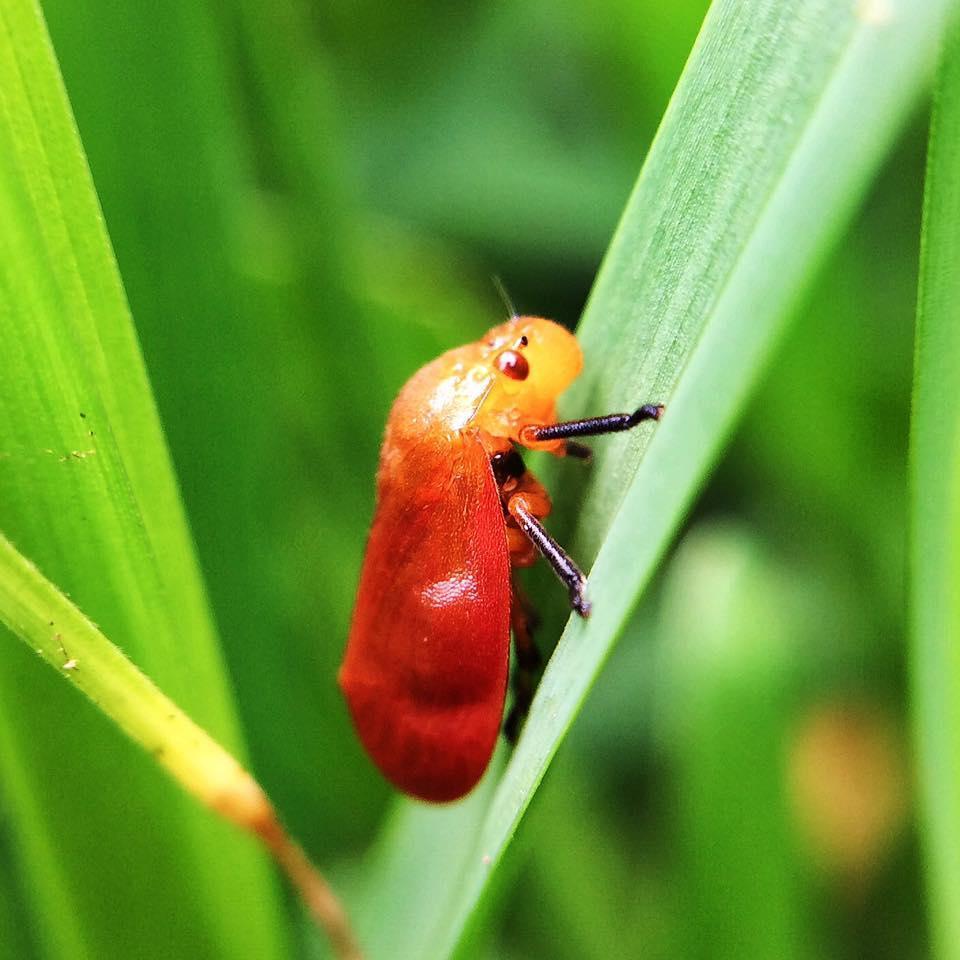 Bandusiini