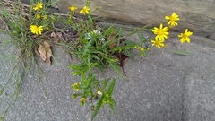 Senecio