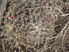 Mammillaria magnimamma