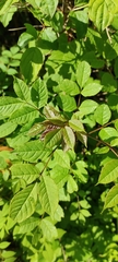 Fraxinus excelsior