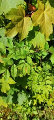 Fraxinus excelsior