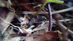 Coccinella septempunctata