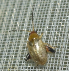 Longitarsus ochroleucus